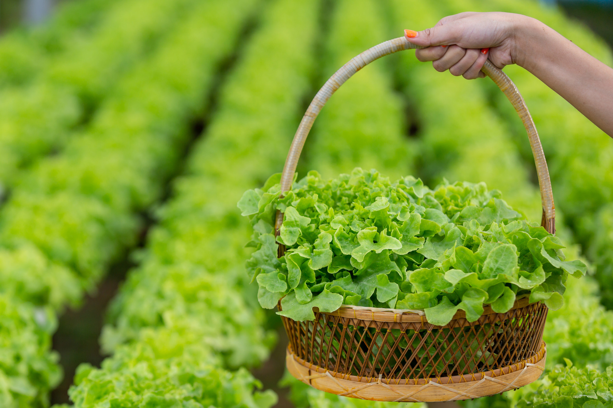 This Leader in Organic Agriculture Growth