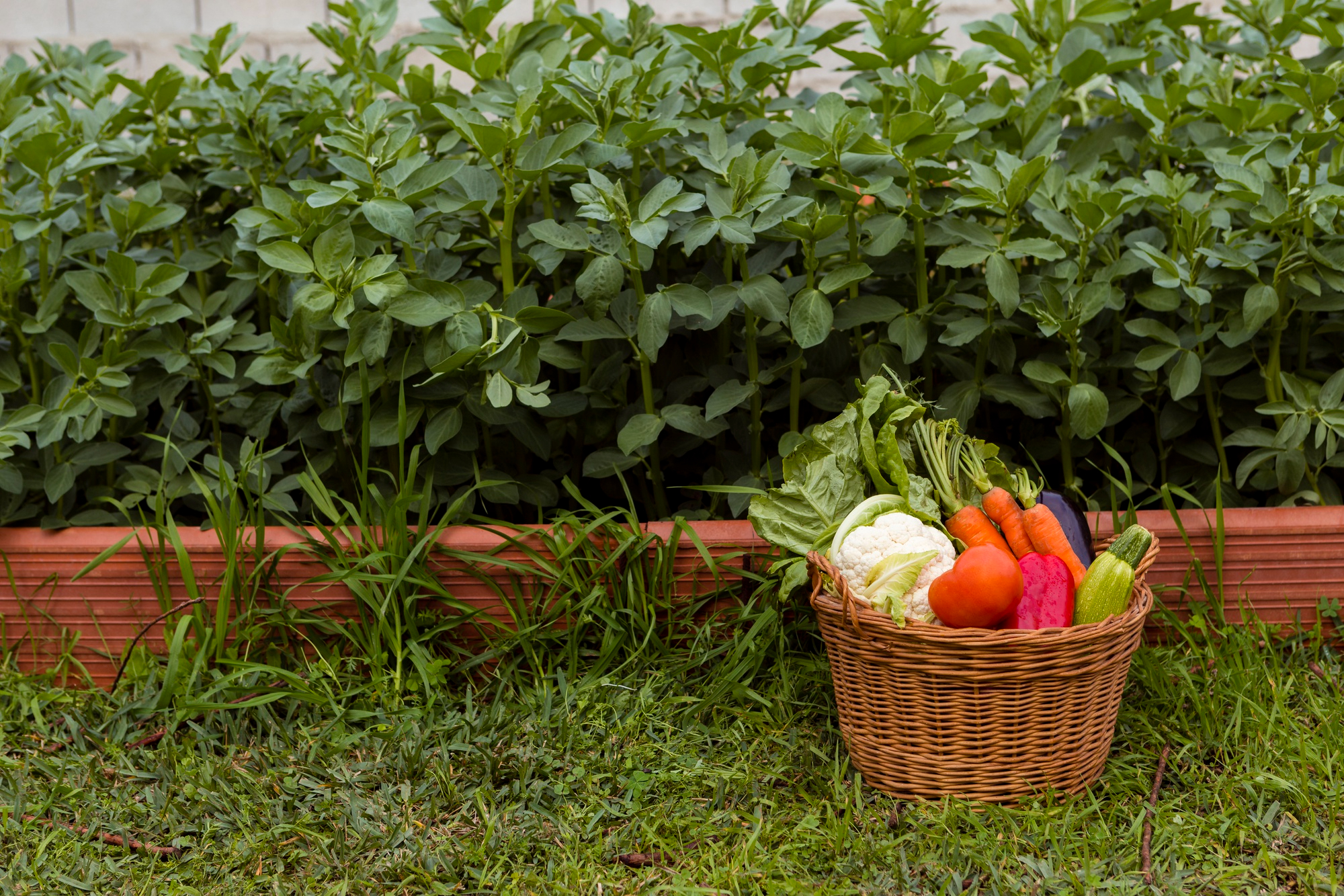 We Are Ripening Fruits Healthy Blog