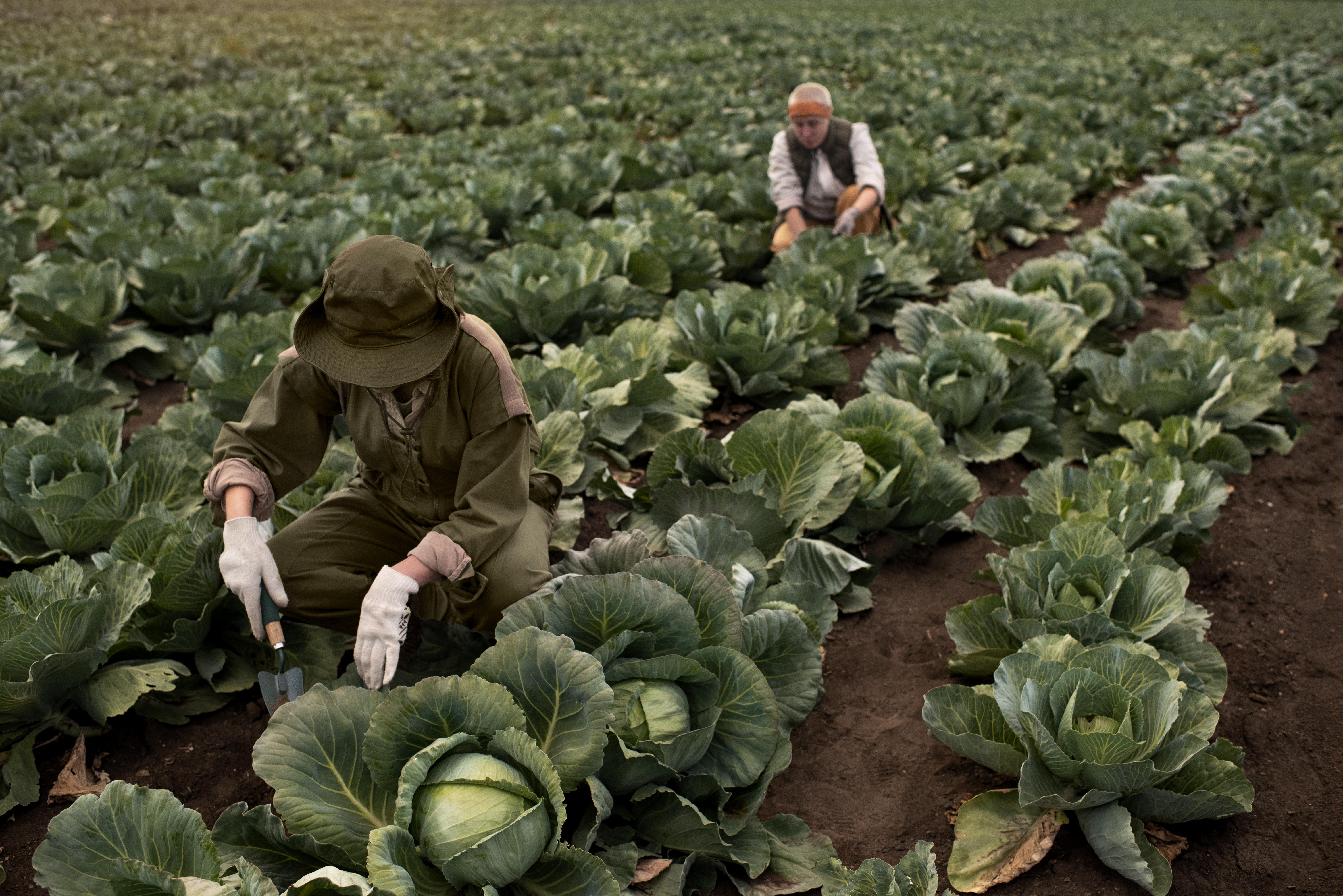 Vegetable Farming at The Green Reader