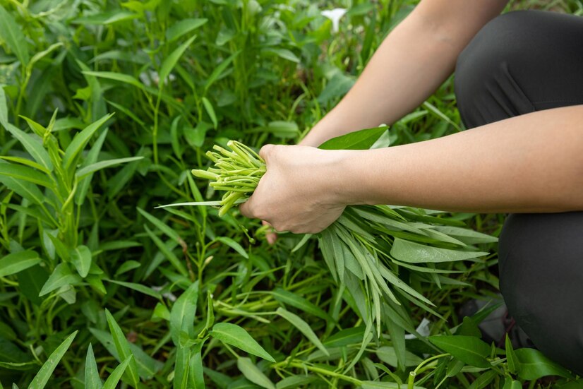 Expert Herb Cultivation at The Green Reader